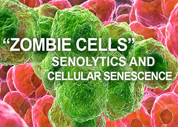 “Zombie” Cells – Senolytics and Cellular Senescence